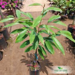 Cây giống sầu riêng Musang King Cây Giống Sầu Riêng Musang King Chất Lượng - Thảo Cây Giống