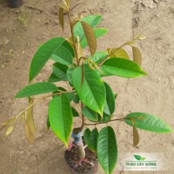 Kỹ thuật trồng sầu riêng đạt năng suất cao Cây Giống Sầu Riêng Ri6 Chất Lượng - Thảo Cây Giống
