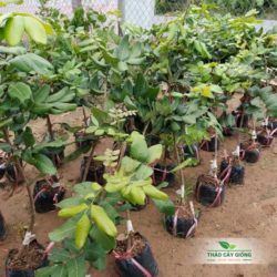 Mua Cây Giống Thanh Nhãn Chất Lượng Tại Thảo Cây Giống
