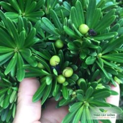 Trang chủ Mua Cây Giống Tùng Kim Cương Chất Lượng Tại Thảo Cây Giống