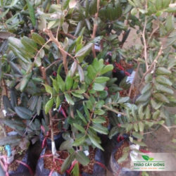 Mua Cây Giống Nhãn Xuồng  Tím Chất Lượng Tại Thảo Cây Giống