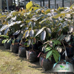 Mua Cây Giống Nhãn Tím Chất Lượng Tại Thảo Cây Giống