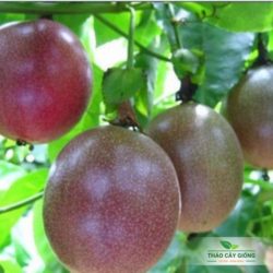 Mua Cây Giống Chanh Dây Chất Lượng Tại Thảo Cây Giống