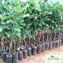 Mua cây giống chôm chôm Thái chất lượng tại Thảo Cây Giống