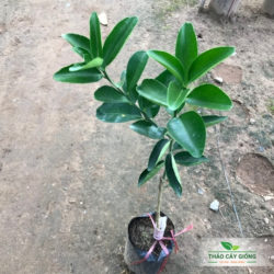 Mua Cây Giống Cam Sành Chất Lượng - Thảo Cây Giống