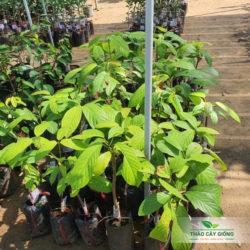 Mua Cây Giống Dâu Vàng Chất Lượng Tại Thảo Cây Giống