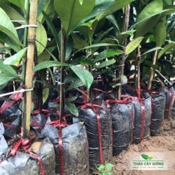 Trang chủ Cây Giống Măng Cụt Thái Chất Lượng - Thảo Cây Giống