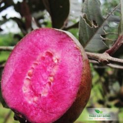 Mua Cây Giống ổi Tím Chất Lượng Tại Thảo Cây Giống