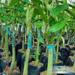 Cây giống sầu riêng Black Thorn Cây Giống Sầu Riêng Black Thorn Chất Lượng - Thảo Cây Giống