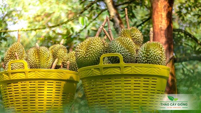 Kỹ thuật trồng sầu riêng đạt năng suất cao Kỹ thuật trồng sầu riêng đạt năng suất cao - Thảo Cây Giống