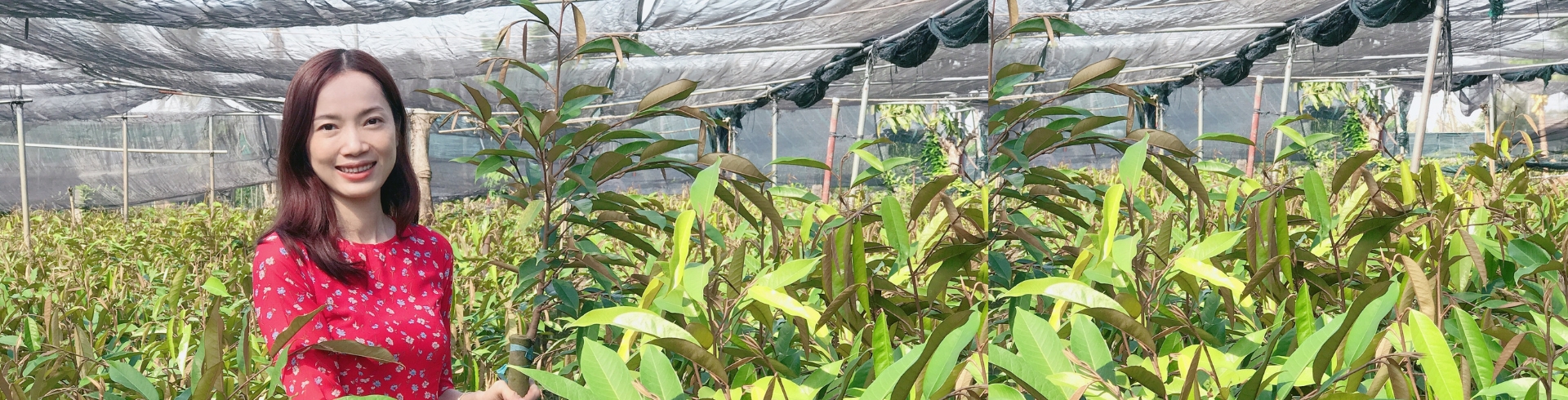 Cây Giống Chất Lượng - Thảo Cây Giống