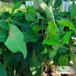 Mua Cây Giống Mận Tam Hoa Xanh Chất Lượng Tại Thảo Cây Giống