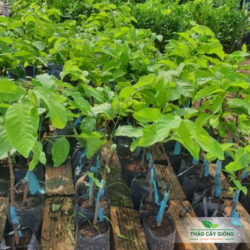 Mua Cây Giống Na Thái Chất Lượng Tại Thảo Cây Giống