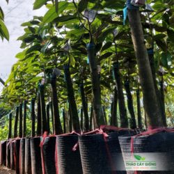 Cây giống sầu riêng Musang King Cây Giống Sầu Riêng Musang King Chất Lượng - Thảo Cây Giống