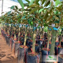 Cây giống sầu riêng Ri6 Cây Giống Sầu Riêng Ri6 Chất Lượng - Thảo Cây Giống