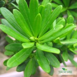 Mua Cây Giống Tùng Kim Cương Chất Lượng Tại Thảo Cây Giống