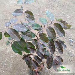 Mua Cây Giống Nhãn Tím Chất Lượng Tại Thảo Cây Giống