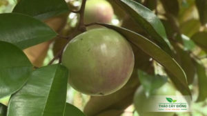 Mua Cây Giống Vú Sữa Lò Rèn Chất Lượng Tại Thảo Cây Giống