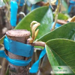 Kỹ thuật trồng sầu riêng đạt năng suất cao Cây Giống Sầu Riêng Black Thorn Chất Lượng - Thảo Cây Giống