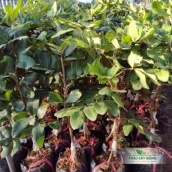 Mua Cây Giống Thanh Nhãn Chất Lượng Tại Thảo Cây Giống