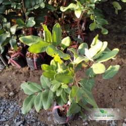 Mua Cây Giống Thanh Nhãn Chất Lượng Tại Thảo Cây Giống