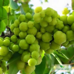 Cây giống Chùm Ruột Trai-chum-ruot