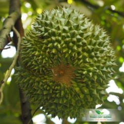 Cây giống sầu riêng Musang King Cây Giống Sầu Riêng Musang King Chất Lượng - Thảo Cây Giống