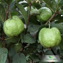 Mua Cây Giống ổi Nữ Hoàng Chất Lượng Tại Thảo Cây Giống
