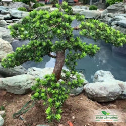 Mua Cây Giống Tùng Kim Cương Chất Lượng Tại Thảo Cây Giống