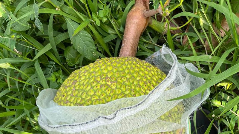 Giá Mít Thái Hôm Nay 11.4 - Thảo Cây Giống