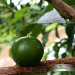 Mua Cây Giống Vú Sữa Hoàng Kim Chất Lượng Tại Thảo Cây Giống