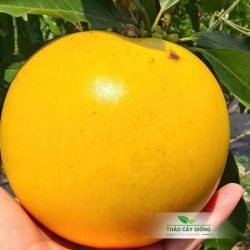 Mua Cây Giống Vú Sữa Hoàng Kim Chất Lượng Tại Thảo Cây Giống