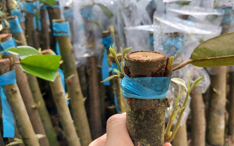 Cây giống sầu riêng black thorn bán ở đâu chất lượng Cay-giong-sau-rieng-black-thorn-ban-o-dau