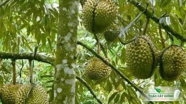 Có nên trồng sầu riêng Musang King không? Cây Giống Sầu Riêng Musang King Chất Lượng - Thảo Cây Giống