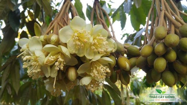 Chọn Khoảng Cách Trồng Sầu Riêng Ri6: 5 Lựa Chọn Thông Minh Cây Giống Sầu Riêng Ri6 Chất Lượng - Thảo Cây Giống