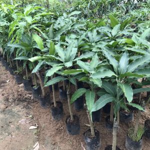 Kỹ Thuật Trồng Xoài Cát Hoà Lộc