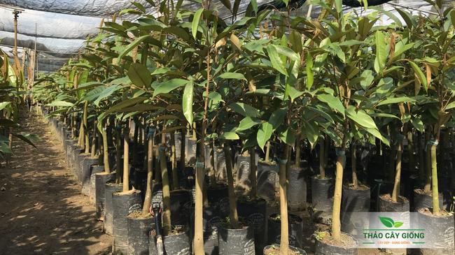 Thời điểm vàng để mua cây giống sầu riêng Thái đẹp giá rẻ Cây Giống Sầu Riêng Thái Chất Lượng - Thảo Cây Giống
