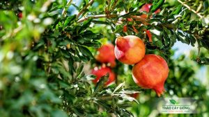 Cay-luu-an-do-trong-chau