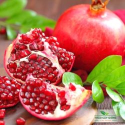 Trang chủ Cây Giống Lựu đỏ Ấn Độ