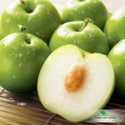 Trang chủ Kỹ Thuật Trồng Táo Thái Lan