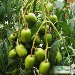 Cây Giống Cóc Thái