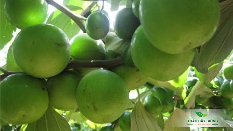 Kỹ thuật trồng giống Táo Thái Lan Kỹ Thuật Trồng Giống Táo Thái Lan