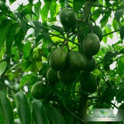 Cây Giống Cóc Thái