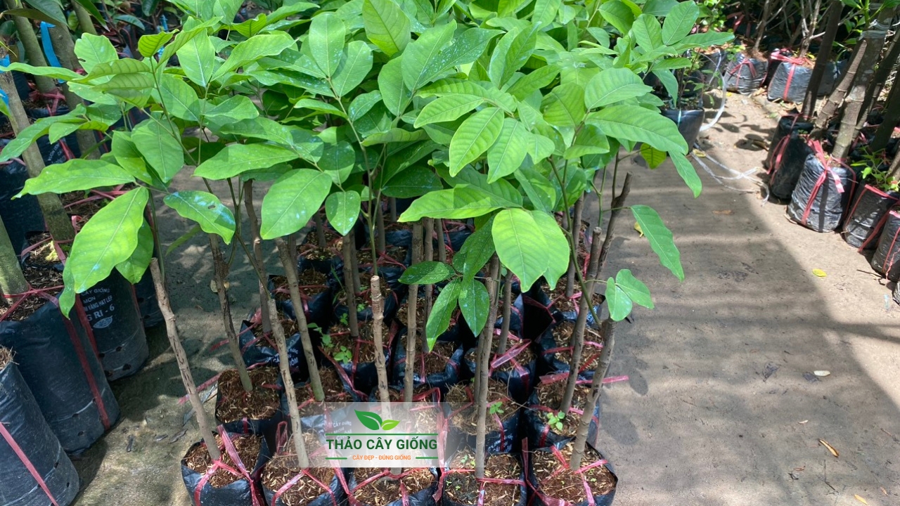 Cây giống chôm chôm Tiến Cường ghép bo chuẩn F1 tại Thảo Cây Giống
